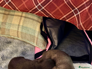 Chihuahua dogs X2 Gorgeous Chihuahua little ladies - Advert 12