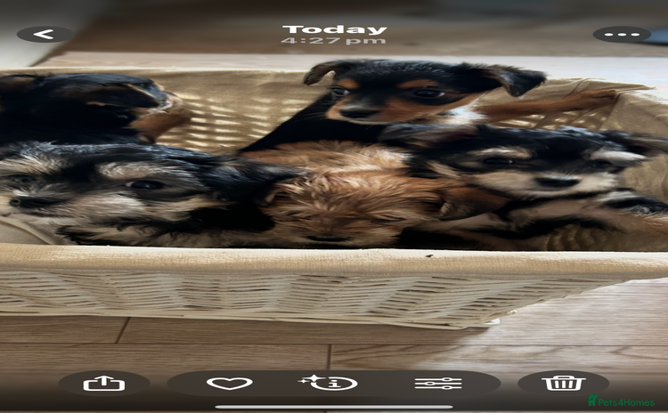 Morkie dogs - Advert 1