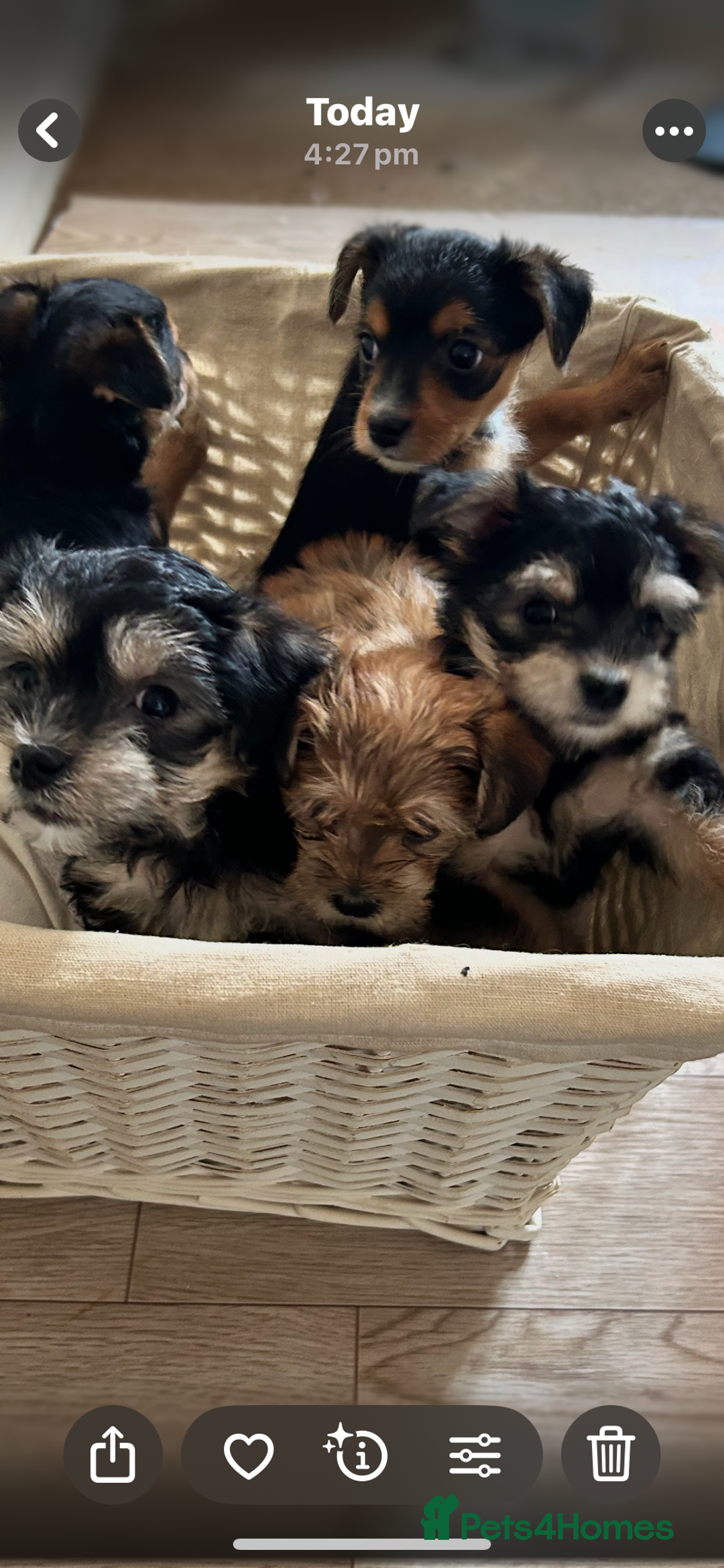 Morkie dogs for sale: Morkie teeny tiny mini pups  - Image 1