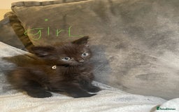 Mixed Breed cats for sale: 5 very fluffy stunning black kittens  - Image 9