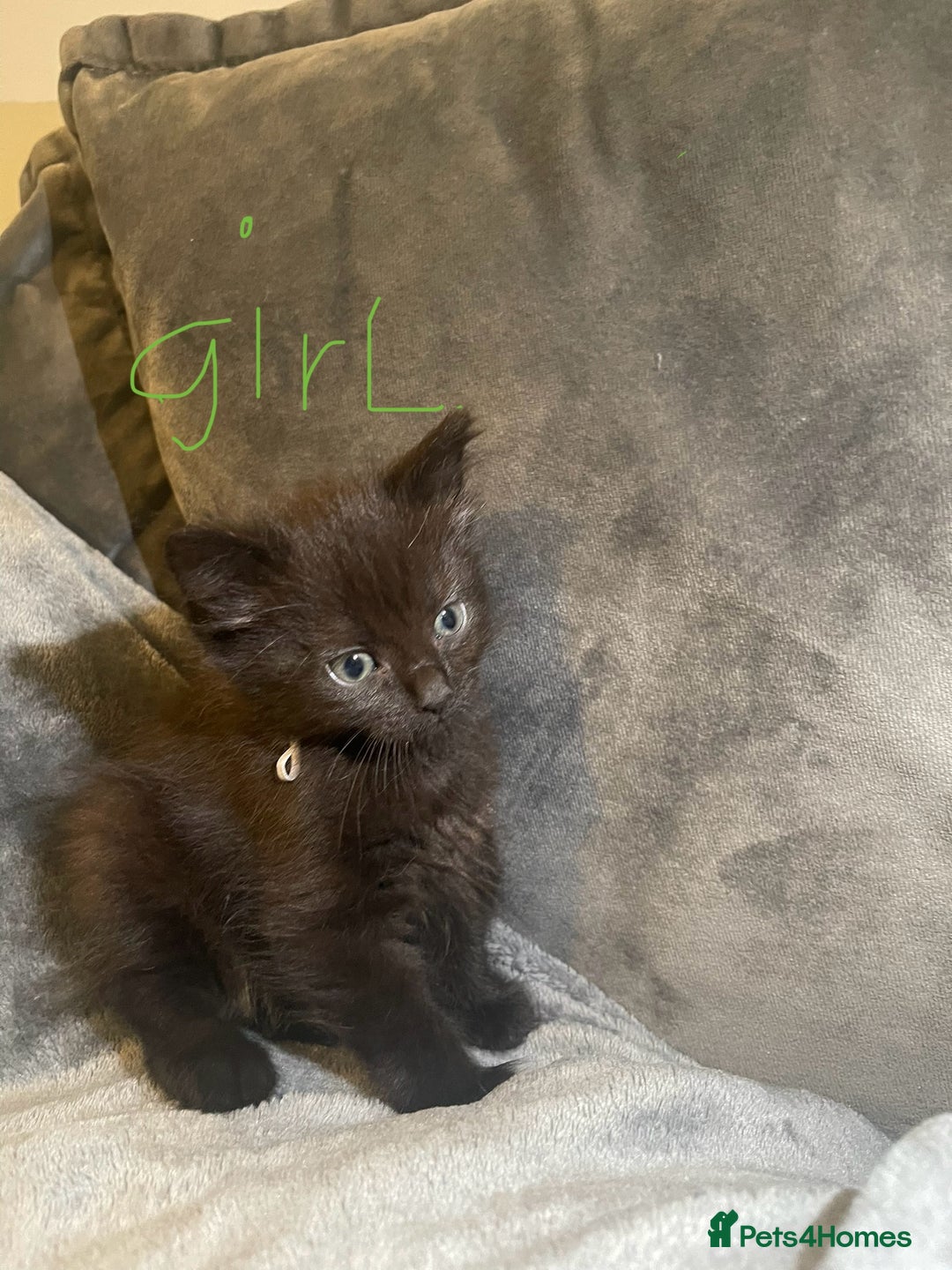 Mixed Breed cats for sale: 5 very fluffy stunning black kittens  - Image 9