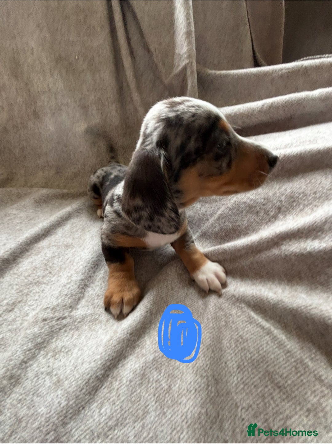 Miniature Dachshund dogs for sale: 5 beautiful miniature dachshunds for sale - Image 8