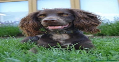 Cockapoo dogs - Advert 12