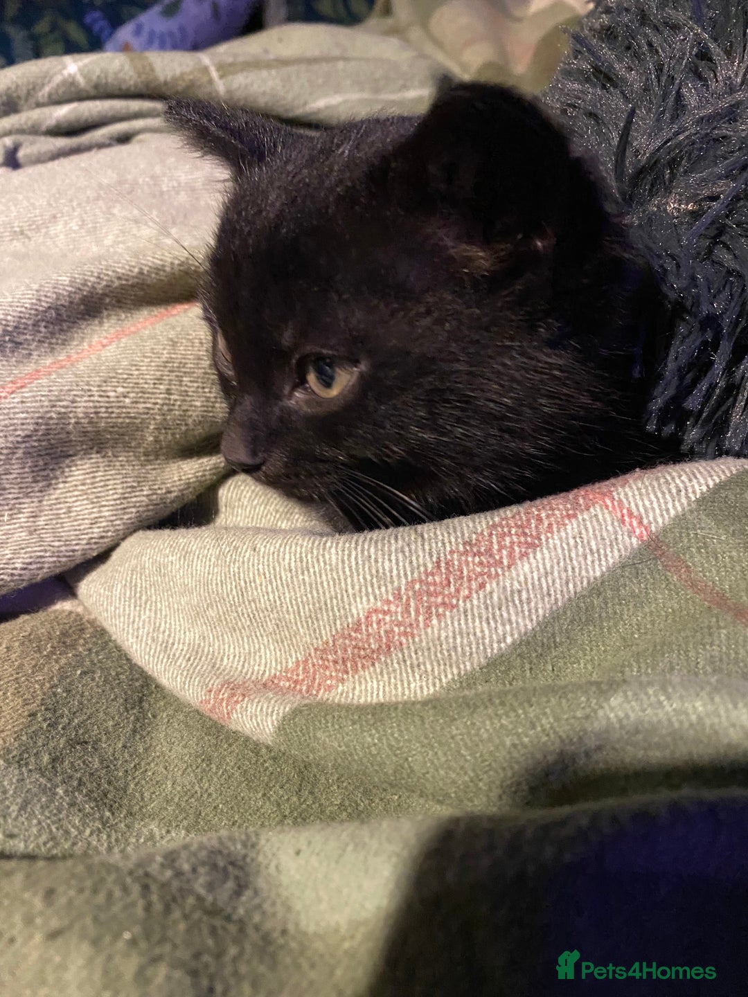 Mixed Breed cats for sale: 3 black kittens for new homes ready to leave  - Advert 3