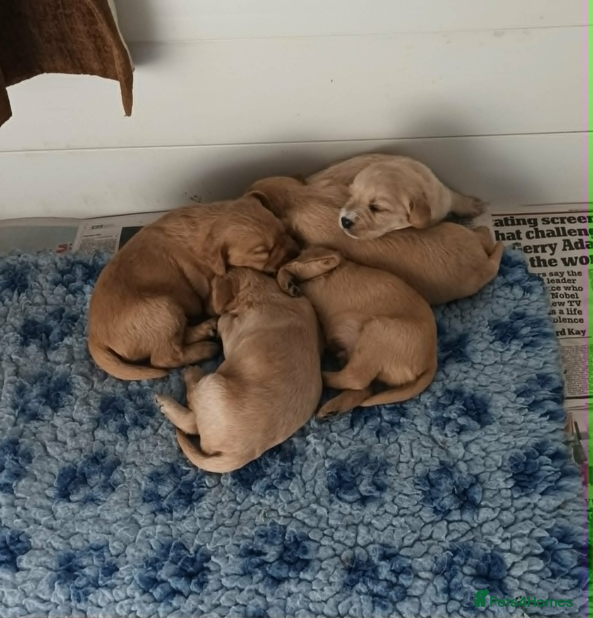 Labradoodle dogs GOLD MINIATURE LABRADOODLE PUPS / LICENCED BREEDER - Advert 13