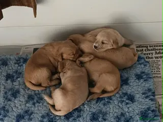 Labradoodle dogs GOLD MINIATURE LABRADOODLE PUPS / LICENCED BREEDER - Advert 1