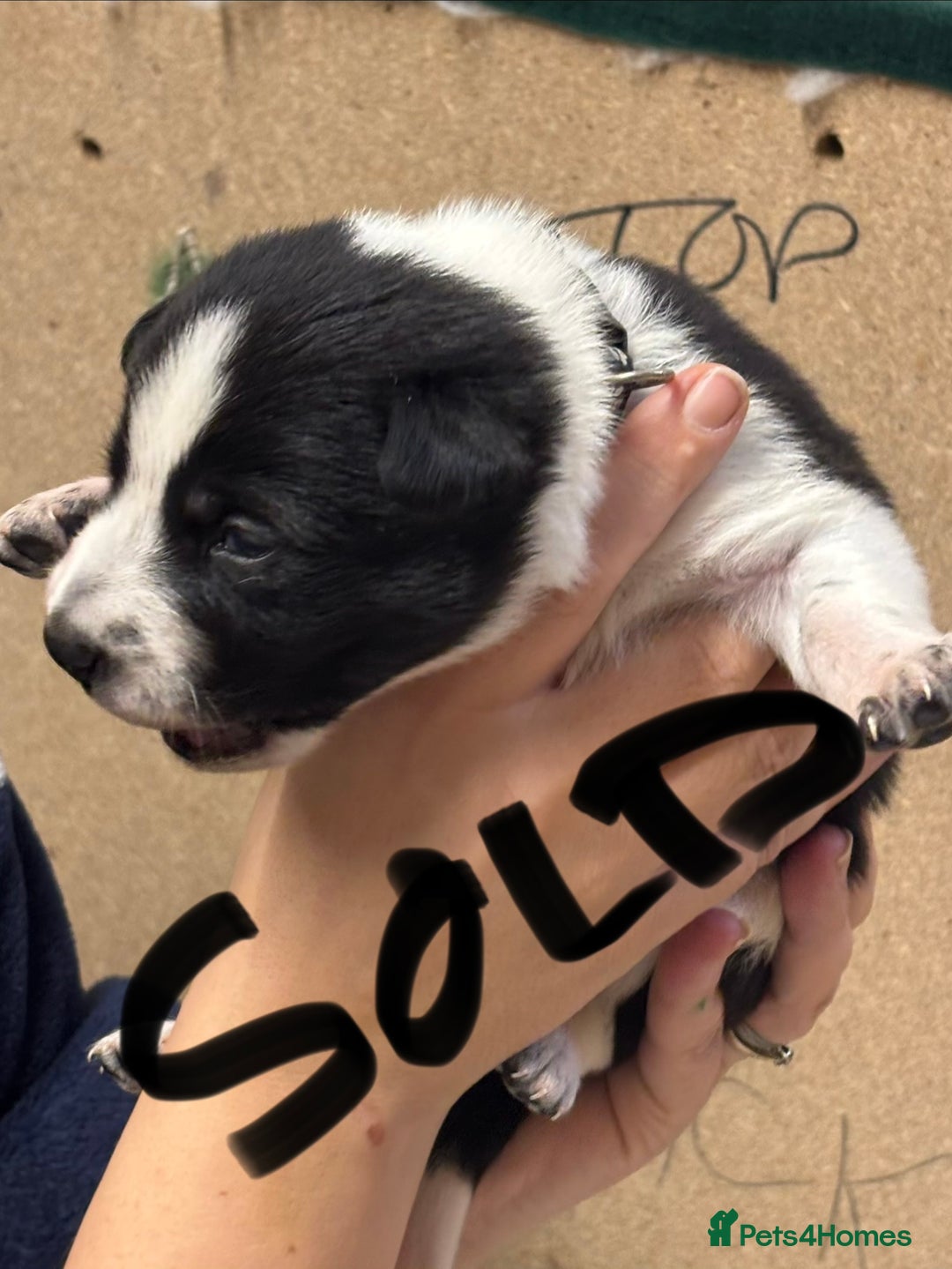 Border Collie dogs for sale: Border collie puppies - Advert 6