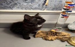 Domestic Shorthair cats for sale: Five lovely kittens for sall - Image 1