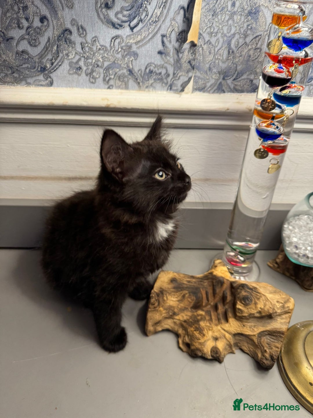 Domestic Shorthair cats for sale: Five lovely kittens for sall - Image 1