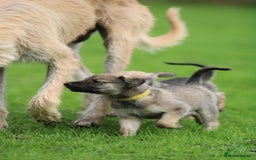 Lurcher dogs for sale: Rough coated lurcher puppies  - Image 6