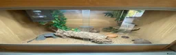Leopard Gecko reptiles for sale: 🦎 TWO FEMALE LEOPARD GECKOS + STARTER KIT 🦎 in Horley - Advert 7
