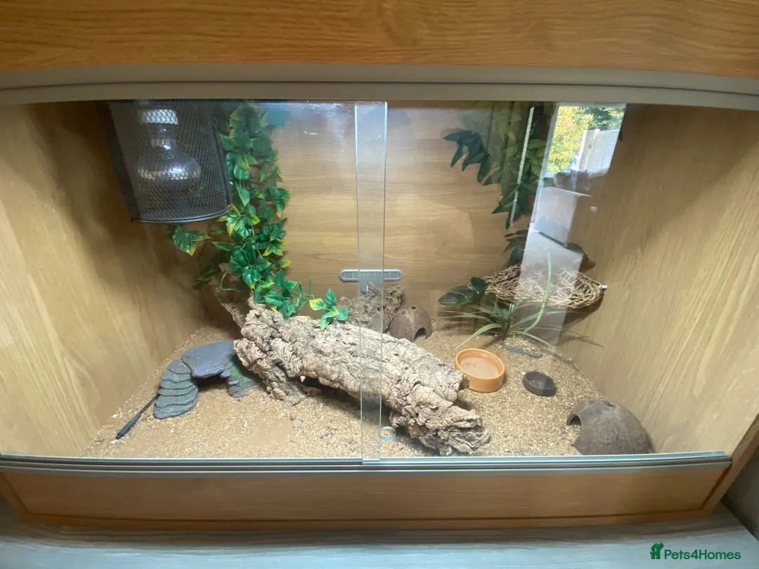 Leopard Gecko reptiles for sale: 🦎 TWO FEMALE LEOPARD GECKOS + STARTER KIT 🦎 in Horley - Advert 7