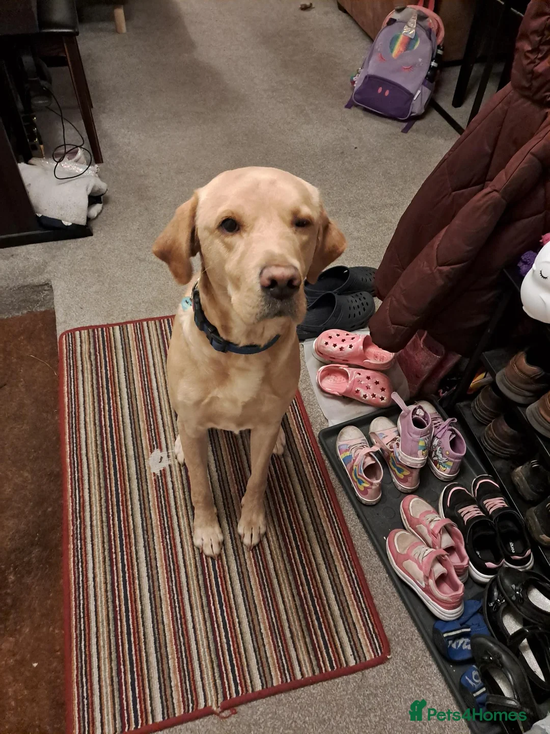 Labrador Retriever dogs for stud: Gorgeous KC Purebred Yellow Labrador For Stud - Advert 31