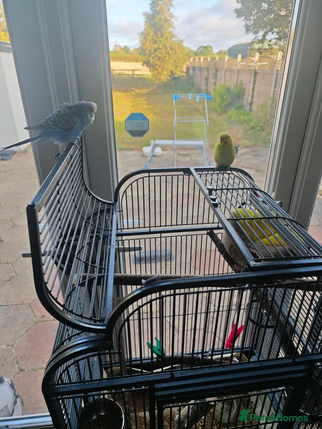 Budgerigars birds for sale:  Pair of yellow and blue budgies for sale in Harrow - Advert 2
