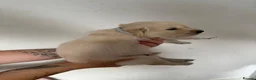 Golden Retriever dogs for sale: Golden retriever puppies  in Peterhead - Advert 7