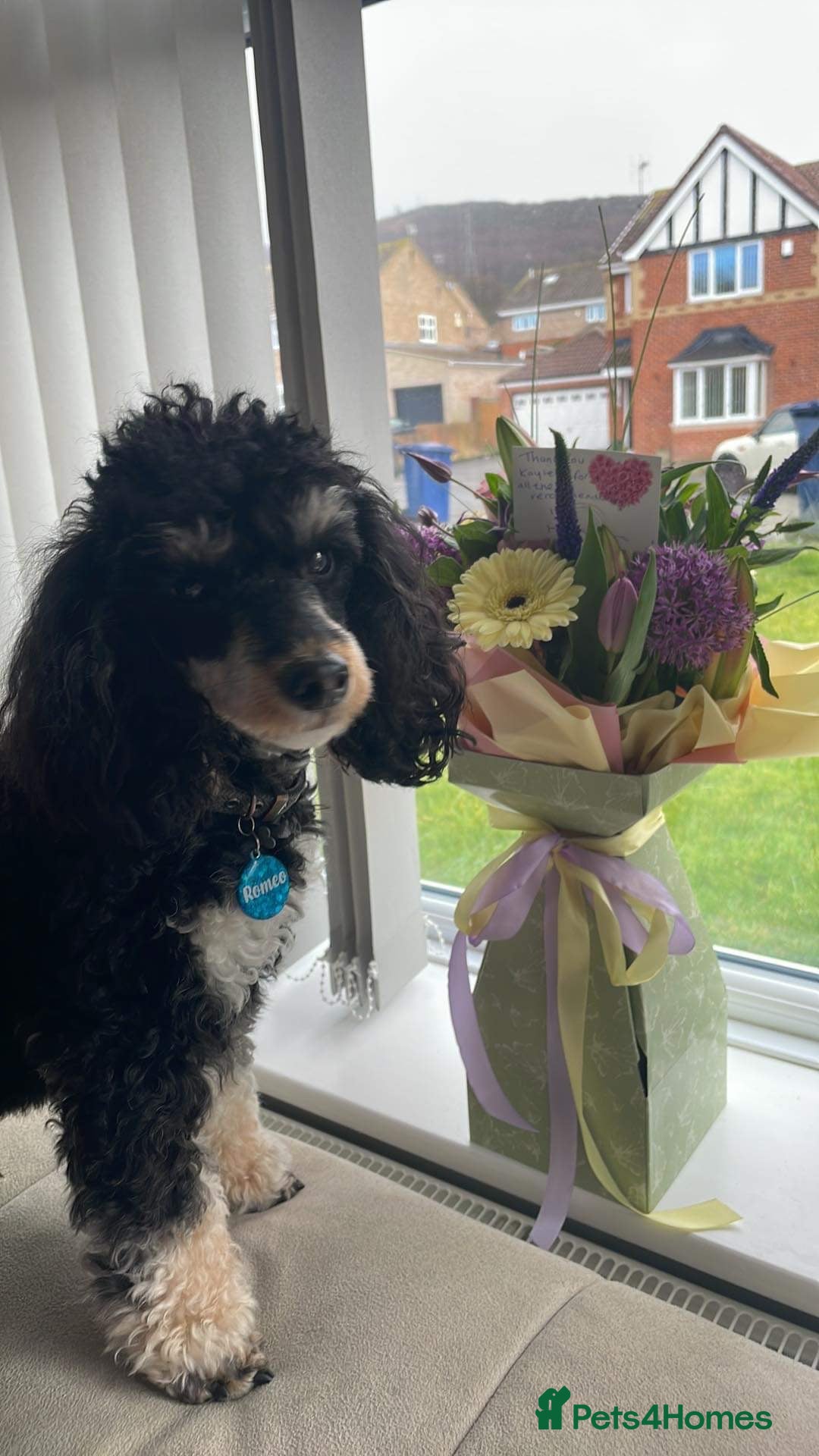 Toy Poodle dogs for stud: GRANDSON OF RICO! Health tested KC Toy Poodle Stud in Middlesbrough - Advert 14