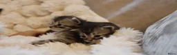 Mixed Breed cats for sale: Adorable mixed kittens for sale - Advert 10