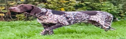 German Shorthaired Pointer dogs for stud: For Stud GSP Liver & White - Advert 19