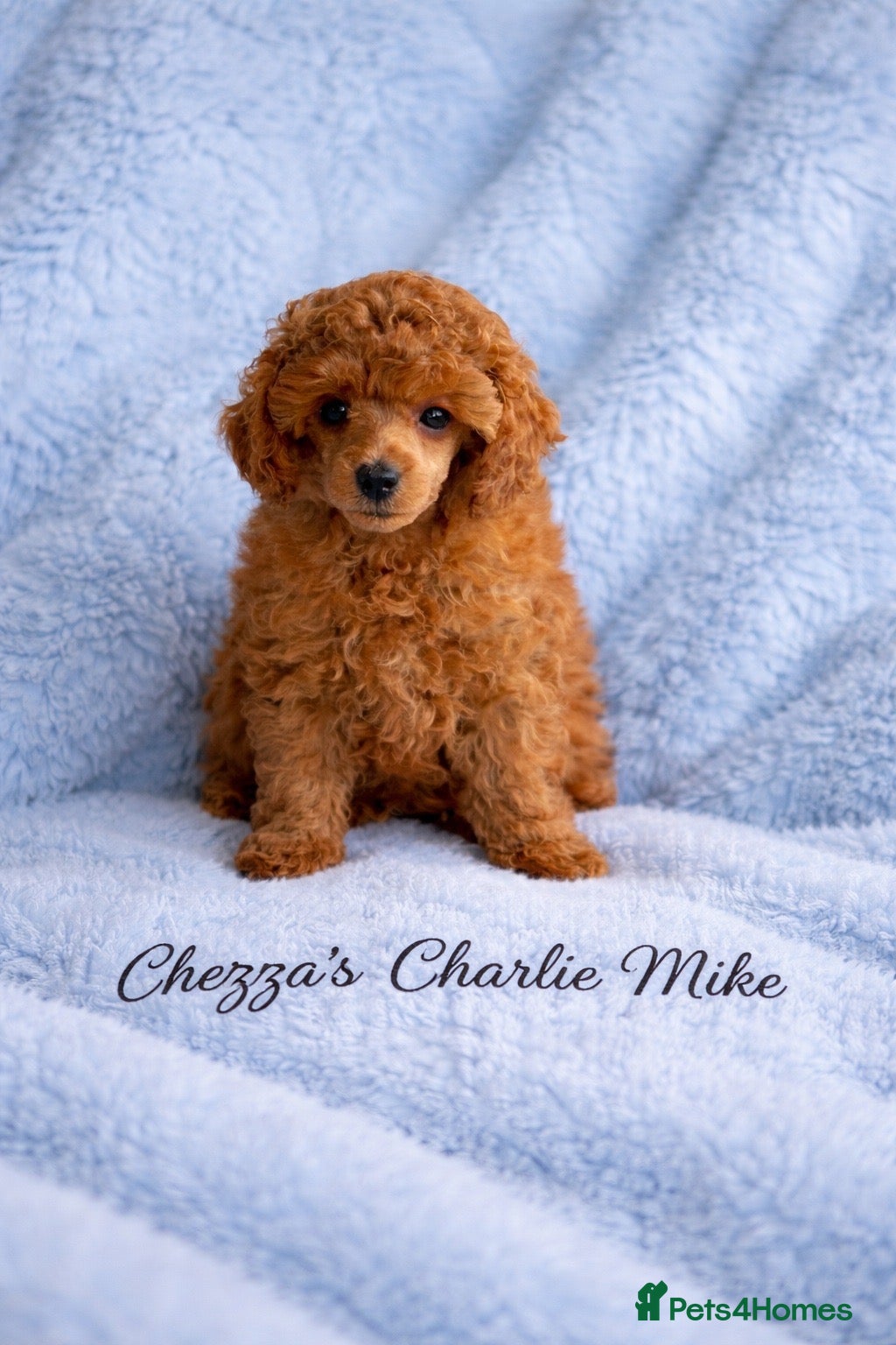 Toy Poodle dogs Superb Apricot Toy Poodle - Advert 1