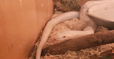 Corn Snake reptiles - Advert 6