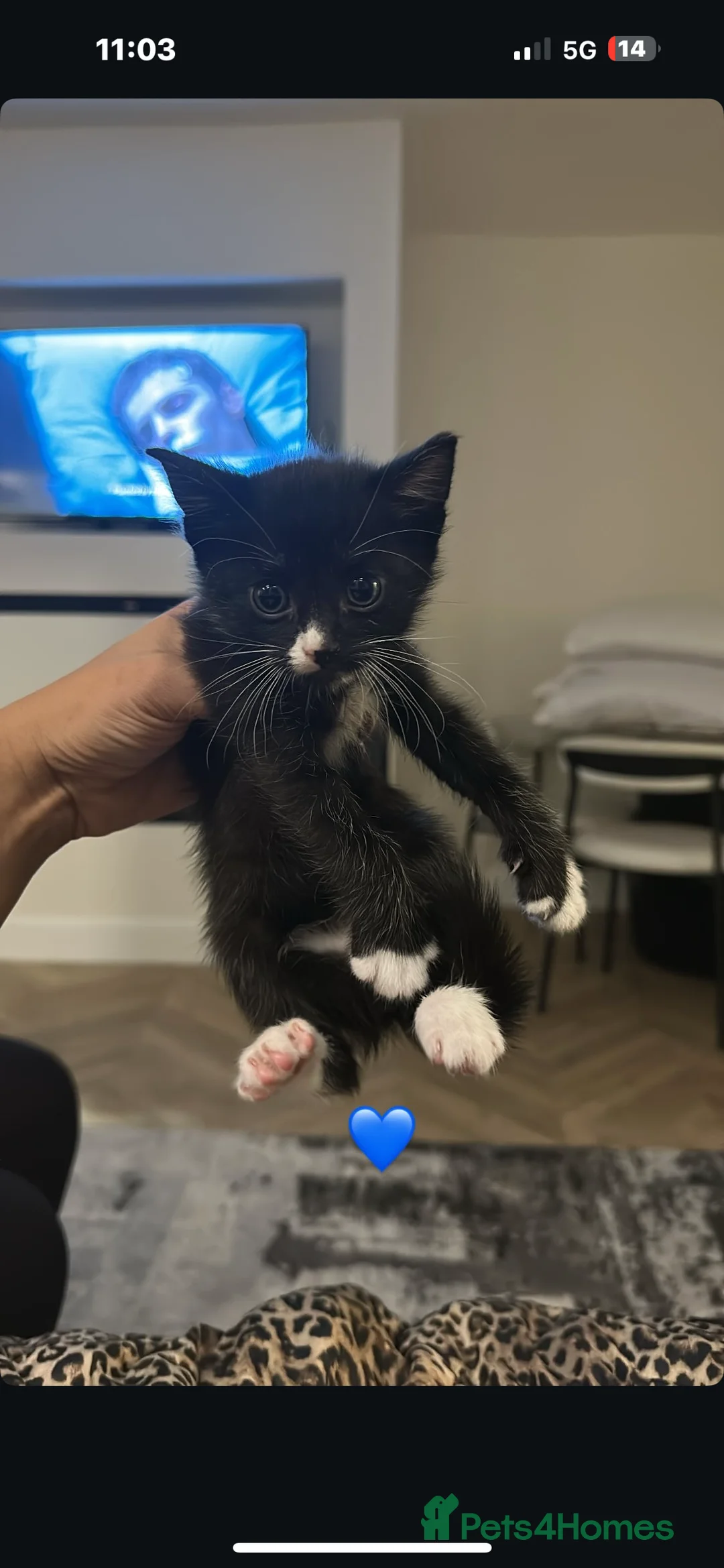 Mixed Breed cats for sale: kittens ready for their forever home - Advert 3