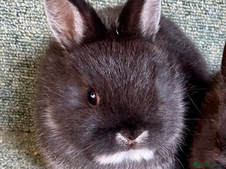 Netherland Dwarf rabbits Netherland dwarf bucks and doe available soon - Advert 3
