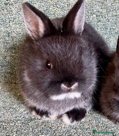 Netherland Dwarf rabbits Netherland dwarf bucks available now - Advert 2