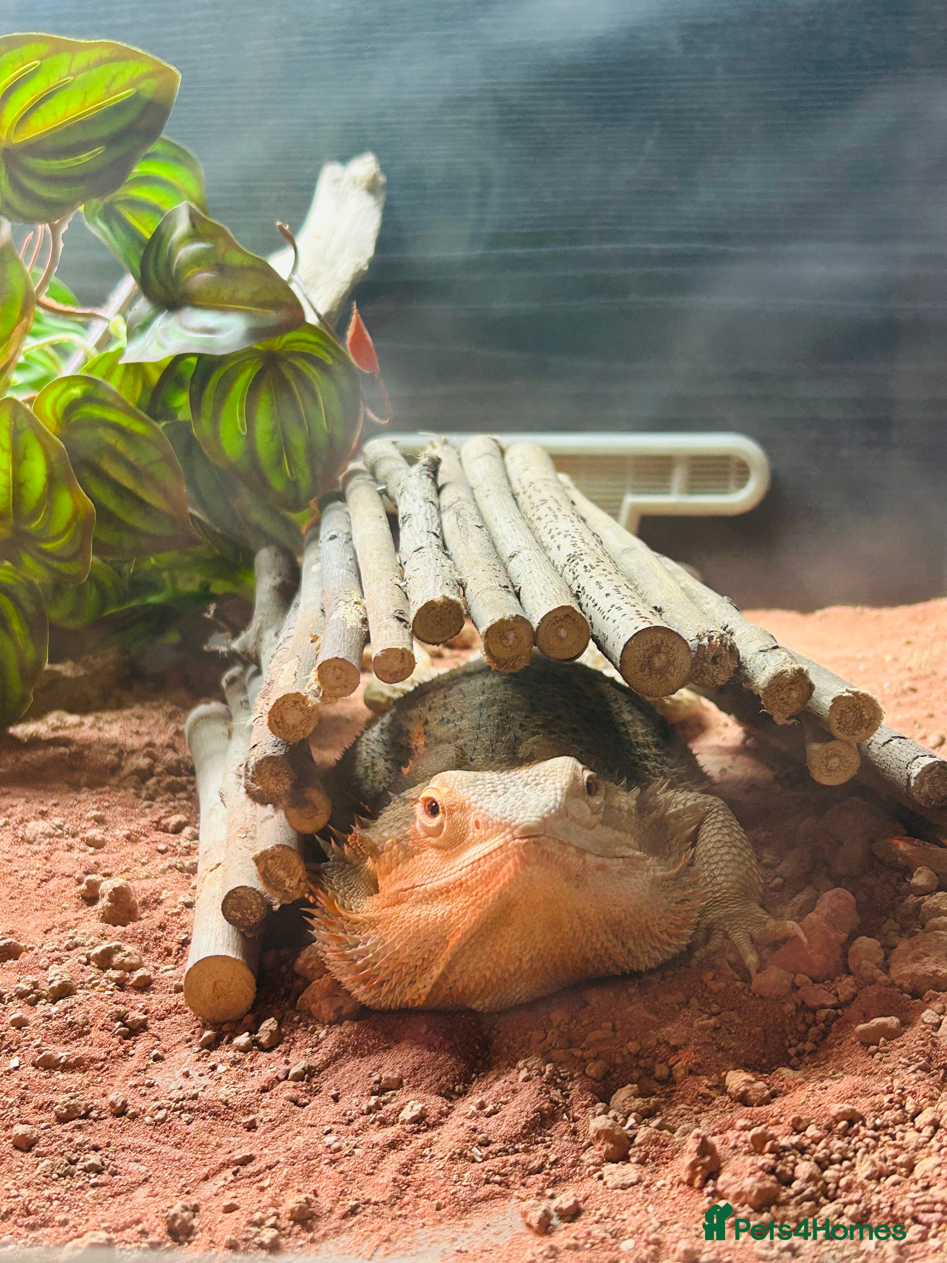 Bearded Dragon reptiles Bearded dragon and full set up including extras  - Advert 1