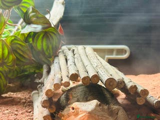 Bearded Dragon reptiles Bearded dragon and full set up including extras - Advert 2