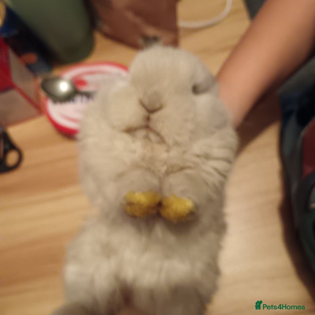 Mini Lop rabbits for sale: Fluffy  - Advert 2