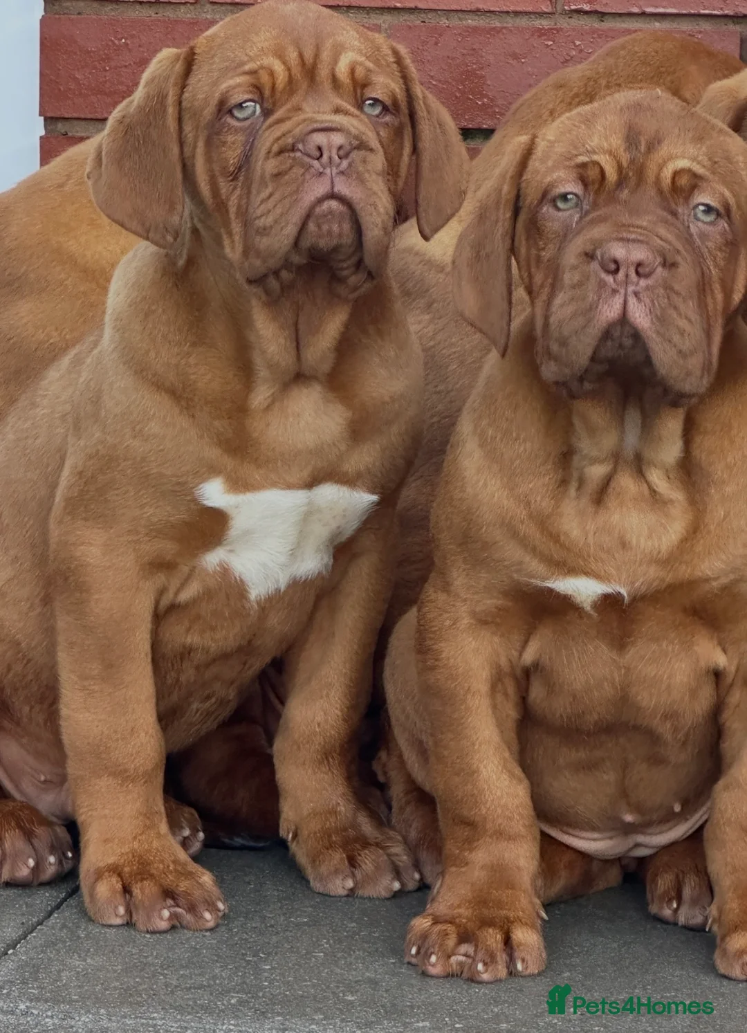 Dogue De Bordeaux dogs for sale: Show quality dogue de Bordeaux puppies .  - Advert 2