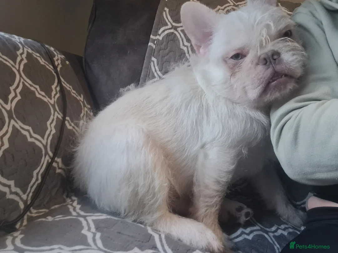 French Bulldog dogs for sale: Furnished french bulldog puppies  - Advert 9