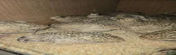 Quail poultry for sale: XXXL Quail, Jumbo type - Advert 4