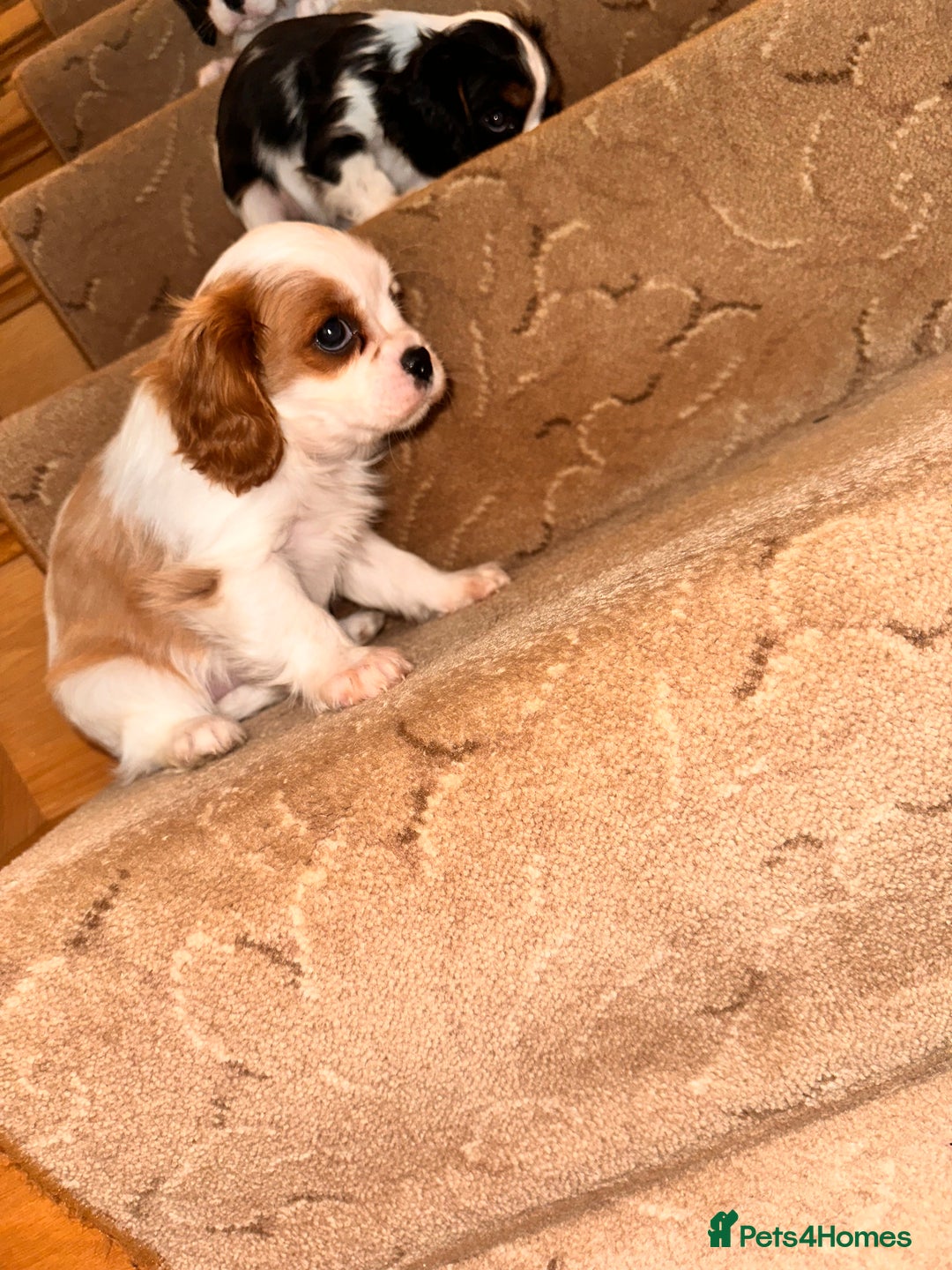 Cavalier King Charles Spaniel dogs for sale: Cavalier King Charles puppy’s  - Advert 10