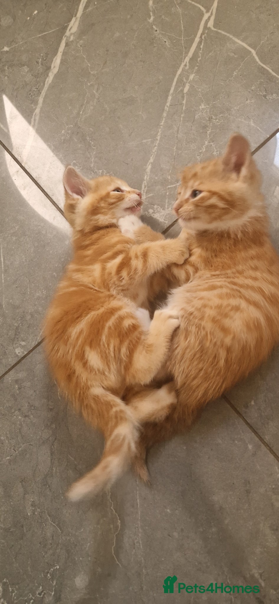 Domestic Shorthair cats for sale: Domestic Shorthair Kittens (3 males, 1 female) - Advert 10