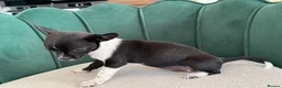 Chihuahua dogs for sale: Adorable Chihuahua Puppies - Advert 11