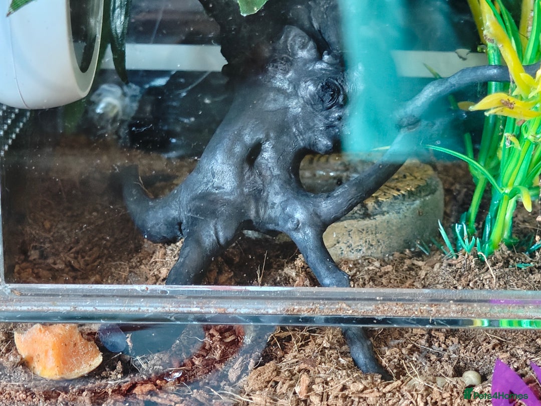 Spiders invertebrates for sale: 3 x female young adult jumping  spiders phidippus - Image 18