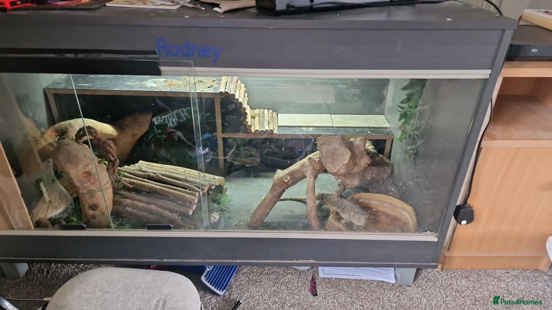 Bearded Dragon reptiles Bearded dragons complete with full set up - Advert 5