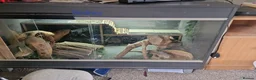 Bearded Dragon reptiles for sale: Bearded dragons complete with full set up in Stamford - Advert 1