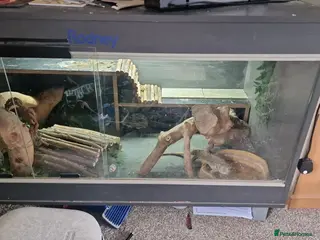 Bearded Dragon reptiles Bearded dragons complete with full set up - Advert 11