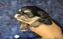 Shih Tzu dogs for sale: Beautiful Shih Tzu Puppies  - Image 12