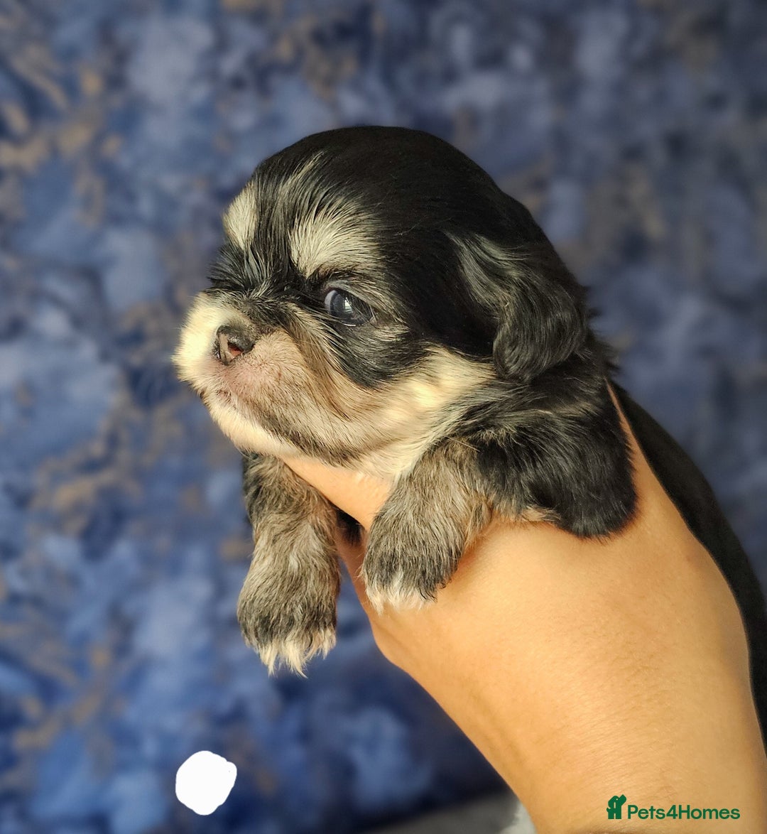 Shih Tzu dogs for sale: Beautiful Shih Tzu Puppies  - Image 12