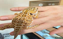 Bearded Dragon reptiles for sale: Last 3 baby dragons AVAILABLE NOW  - Image 12