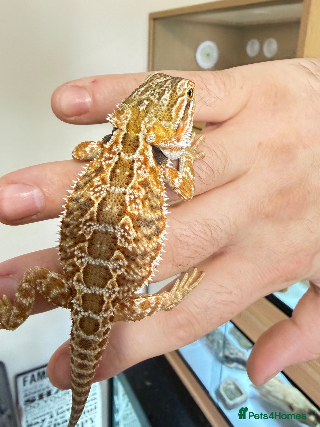 Bearded Dragon reptiles for sale: Last 3 baby dragons AVAILABLE NOW  - Image 12