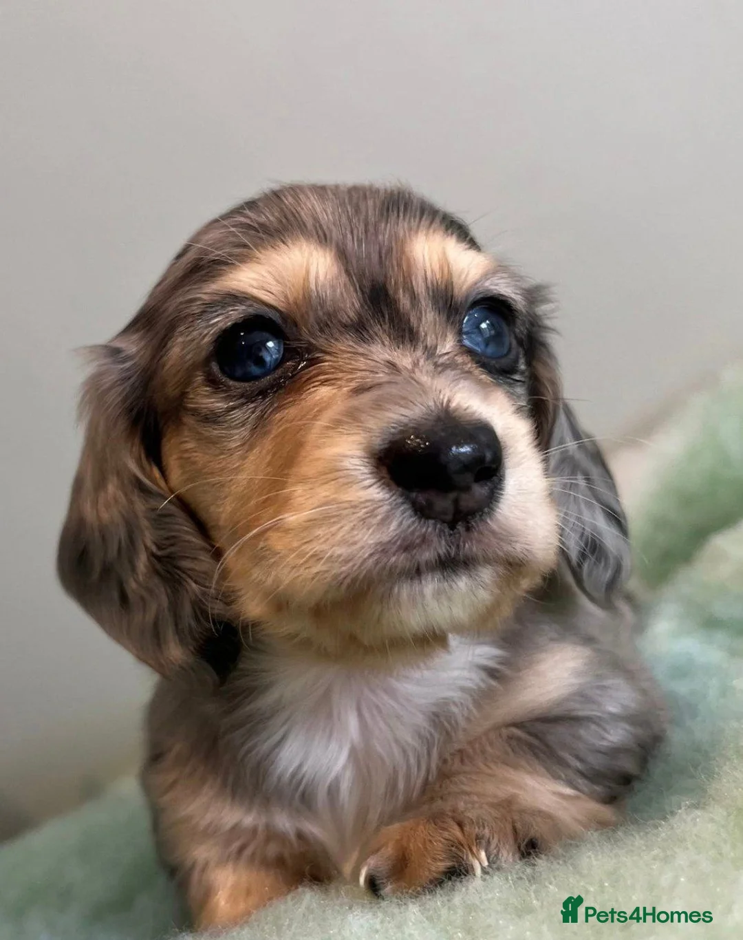 Miniature Dachshund dogs for sale: Beautiful Miniature Dachshund Puppies in Birmingham - Advert 5