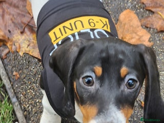 Dachshund dogs - Advert 2