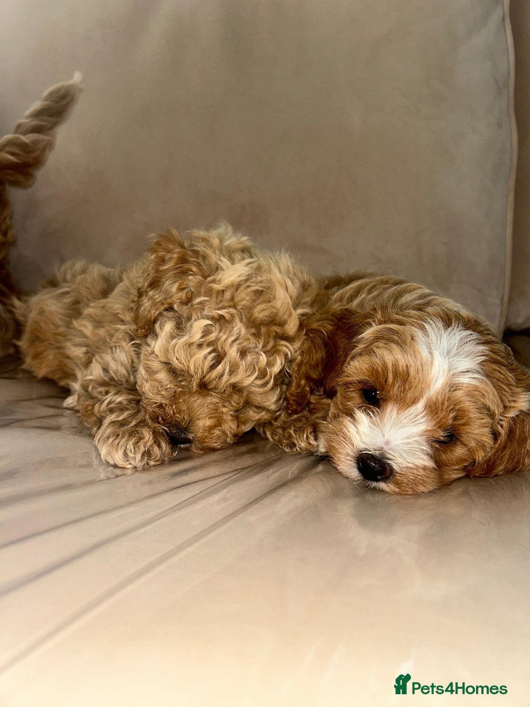 Maltipoo dogs for sale: Stunning Red Maltipoo Boys 🐶  - Image 15