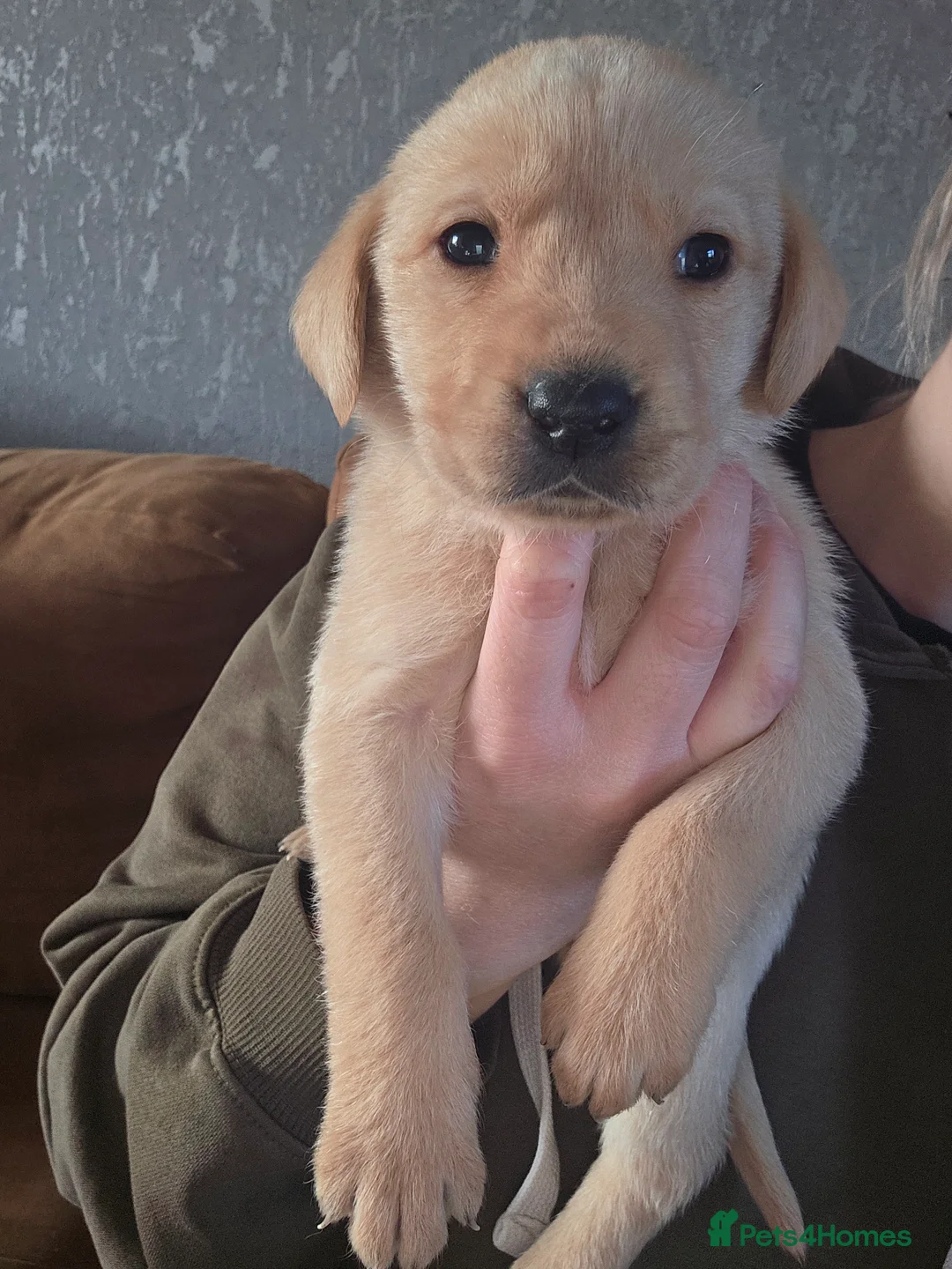 Labrador Retriever dogs for sale: 8 labrador puppies for sale  - Advert 8