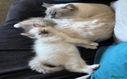 Ragdoll cats for sale: VERY RARE CREAM FLARE BICOLOUR RAGDOLL KITTEN - Image 29
