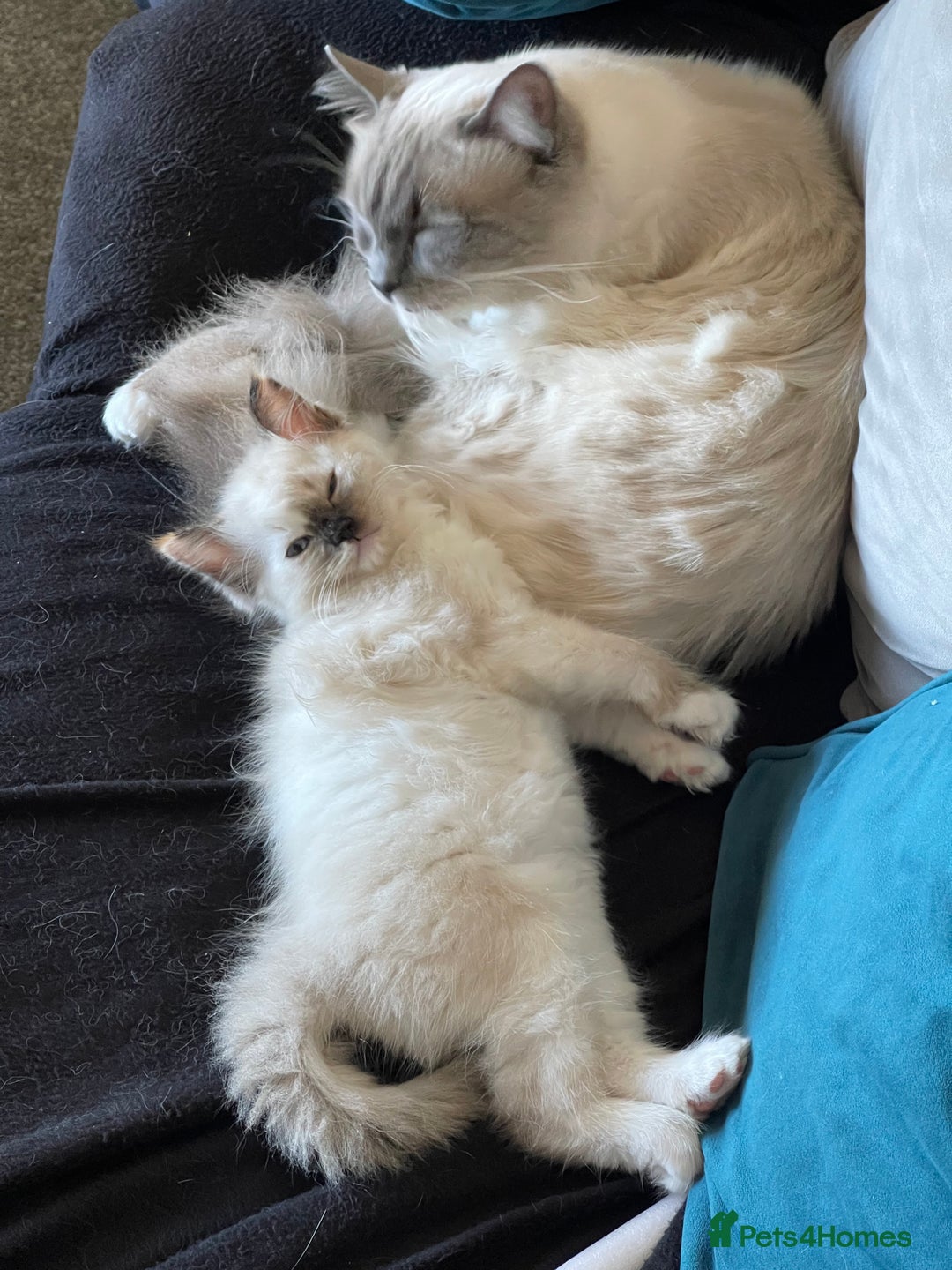 Ragdoll cats for sale: VERY RARE CREAM FLARE BICOLOUR RAGDOLL KITTEN - Image 29